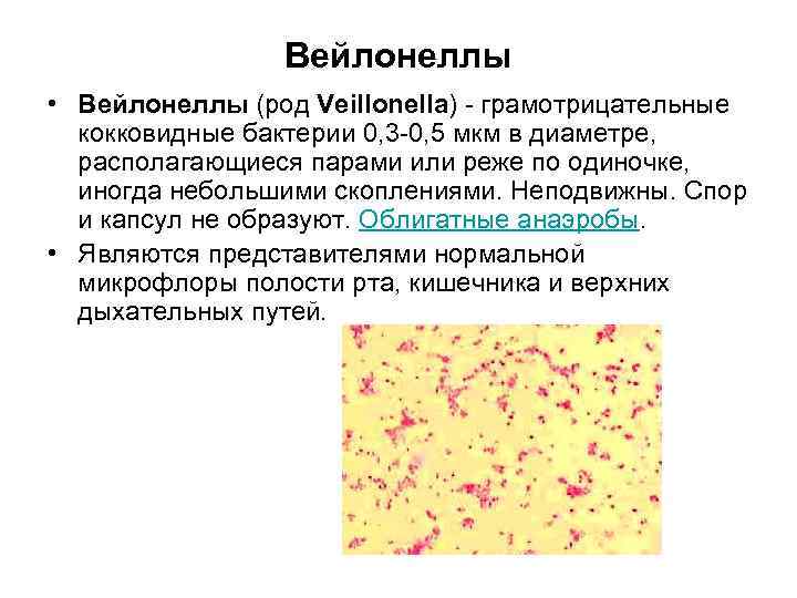 Вейлонеллы • Вейлонеллы (род Veillonella) - грамотрицательные кокковидные бактерии 0, 3 -0, 5 мкм