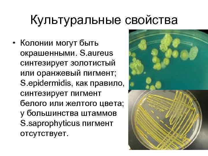 Культуральные свойства • Колонии могут быть окрашенными. S. aureus синтезирует золотистый или оранжевый пигмент;