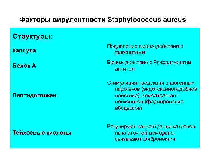 Факторы вирулентности Staphylococcus aureus Структуры: Капсула Подавление взаимодействия с фагоцитами Белок А Взаимодействие с