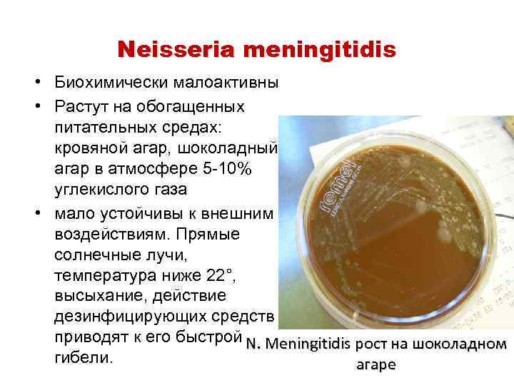 Neisseria meningitidis • Биохимически малоактивны • Растут на обогащенных питательных средах: кровяной агар, шоколадный