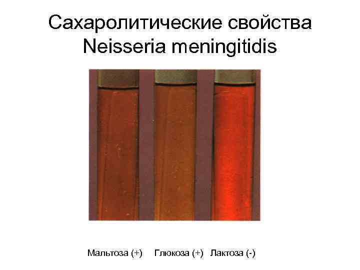 Сахаролитические свойства Neisseria meningitidis Мальтоза (+) Глюкоза (+) Лактоза (-) 