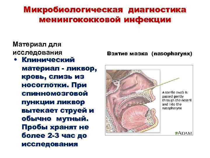 Микробиологическая диагностика менингококковой инфекции Материал для исследования • Клинический материал - ликвор, кровь, слизь