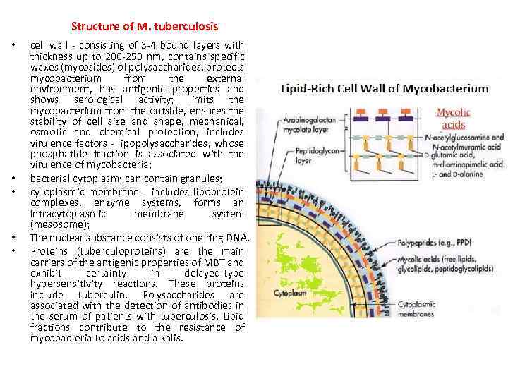 Structure of M. tuberculosis • • • cell wall - consisting of 3 -4