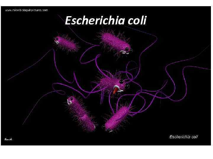 Escherichia coli 