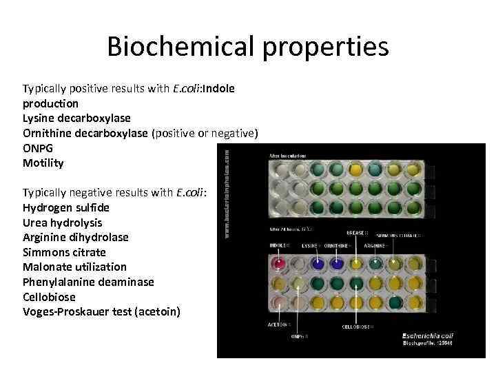 Biochemical properties Typically positive results with E. coli: Indole production Lysine decarboxylase Ornithine decarboxylase