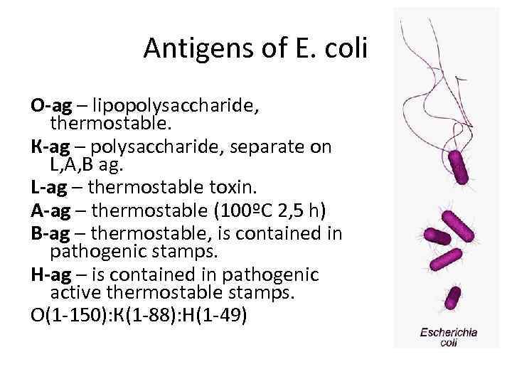 Antigens of E. coli О-ag – lipopolysaccharide, thermostable. К-ag – polysaccharide, separate on L,