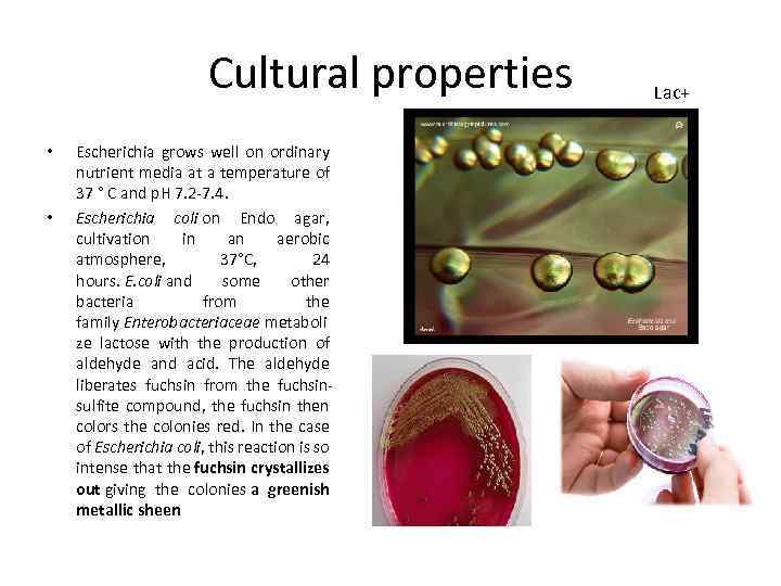 Cultural properties • • Escherichia grows well on ordinary nutrient media at a temperature