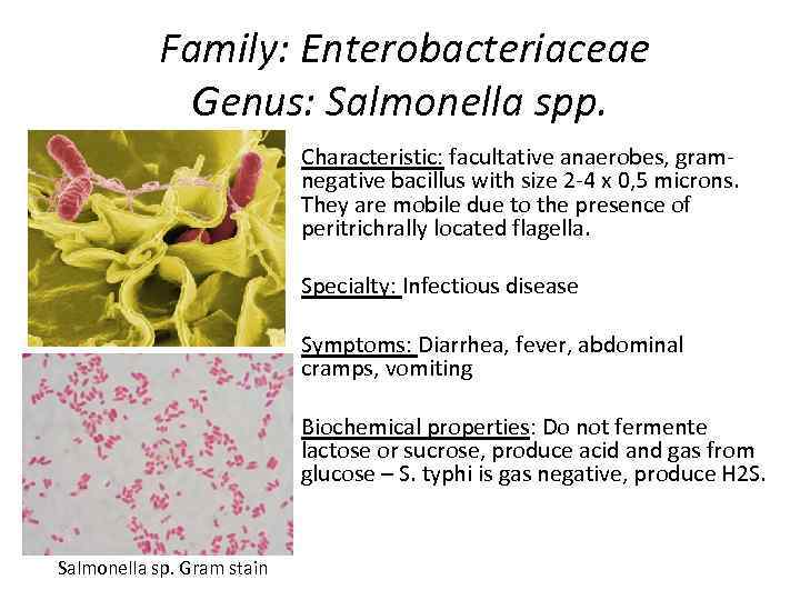 Family: Enterobacteriaceae Genus: Salmonella spp. Characteristic: facultative anaerobes, gramnegative bacillus with size 2 -4