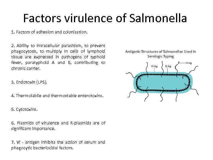 Factors virulence of Salmonella 1. Factors of adhesion and colonization. 2. Ability to intracellular