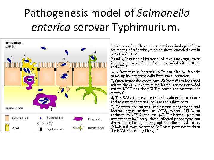 Pathogenesis model of Salmonella enterica serovar Typhimurium. 1, Salmonella cells attach to the intestinal