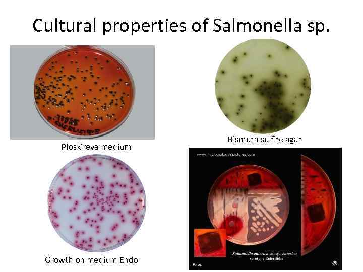 Cultural properties of Salmonella sp. Ploskireva medium Growth on medium Endo Bismuth sulfite agar