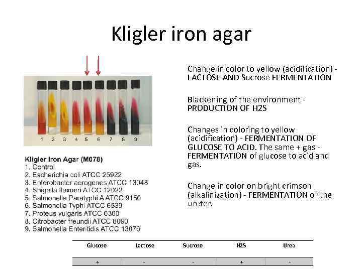 Kligler iron agar Change in color to yellow (acidification) - LACTOSE AND Sucrose FERMENTATION