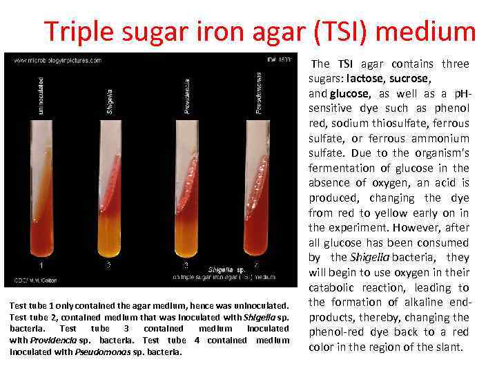 Triple sugar iron agar (TSI) medium Test tube 1 only contained the agar medium,