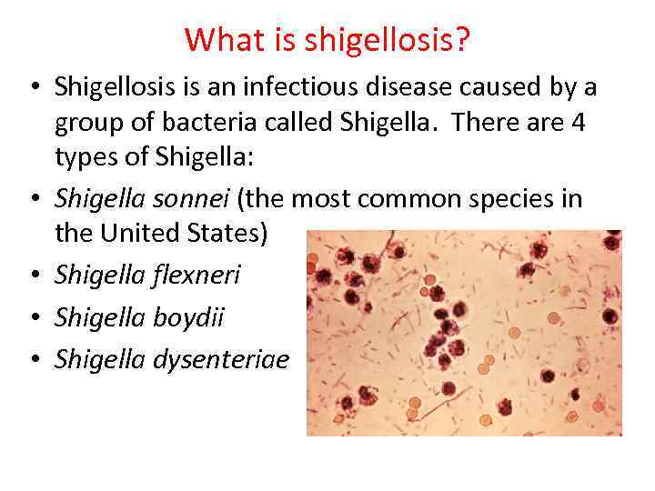 What is shigellosis? • Shigellosis is an infectious disease caused by a group of
