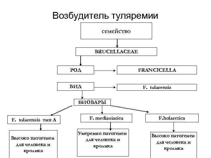 Возбудитель туляремии семейство BRUCELLACEAE РОД FRANCICELLA ВИД F. tularensis БИОВАРЫ F. tularensis тип А