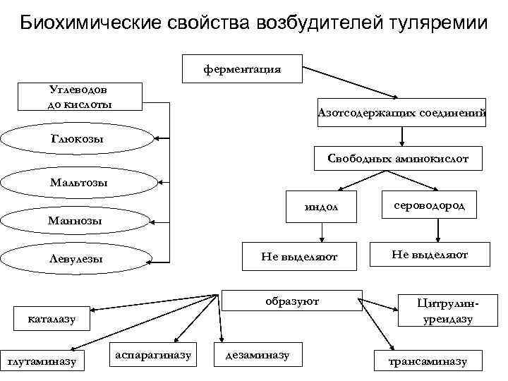 Биохимические свойства возбудителей туляремии ферментация Углеводов до кислоты Азотсодержащих соединений Глюкозы Свободных аминокислот Мальтозы