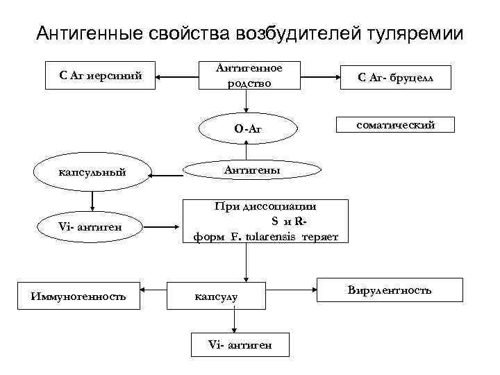 Антигенные свойства возбудителей туляремии капсульный Vi- антиген Иммуногенность Антигенное родство С Аг- бруцелл О-Аг