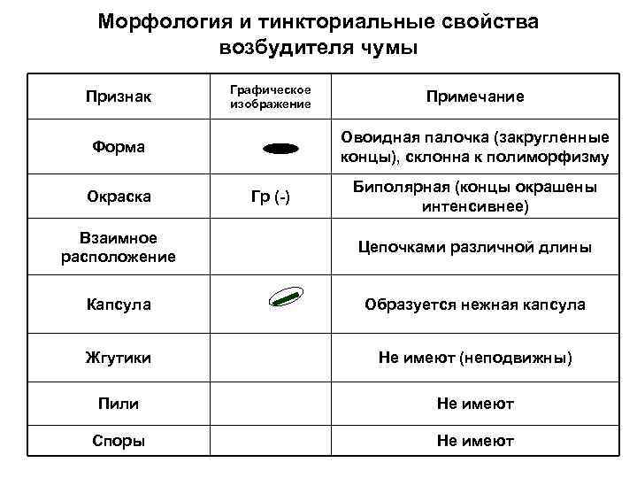 Морфология и тинкториальные свойства возбудителя чумы Признак Графическое изображение Овоидная палочка (закругленные концы), склонна