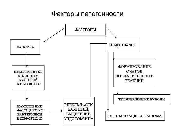 Факторы патогенности ФАКТОРЫ ЭНДОТОКСИН КАПСУЛА ФОРМИРОВАНИЕ ОЧАГОВ ВОСПАЛИТЕЛЬНЫХ РЕАКЦИЙ ПРЕПЯТСТВУЕТ КИЛЛИНГУ БАКТЕРИЙ В ФАГОЦИТЕ