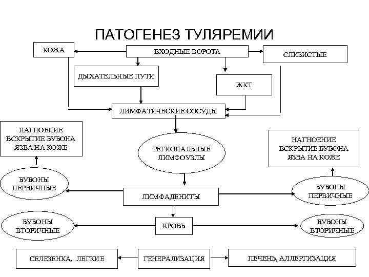 ПАТОГЕНЕЗ ТУЛЯРЕМИИ КОЖА ВХОДНЫЕ ВОРОТА СЛИЗИСТЫЕ ДЫХАТЕЛЬНЫЕ ПУТИ ЖКТ ЛИМФАТИЧЕСКИЕ СОСУДЫ НАГНОЕНИЕ ВСКРЫТИЕ БУБОНА