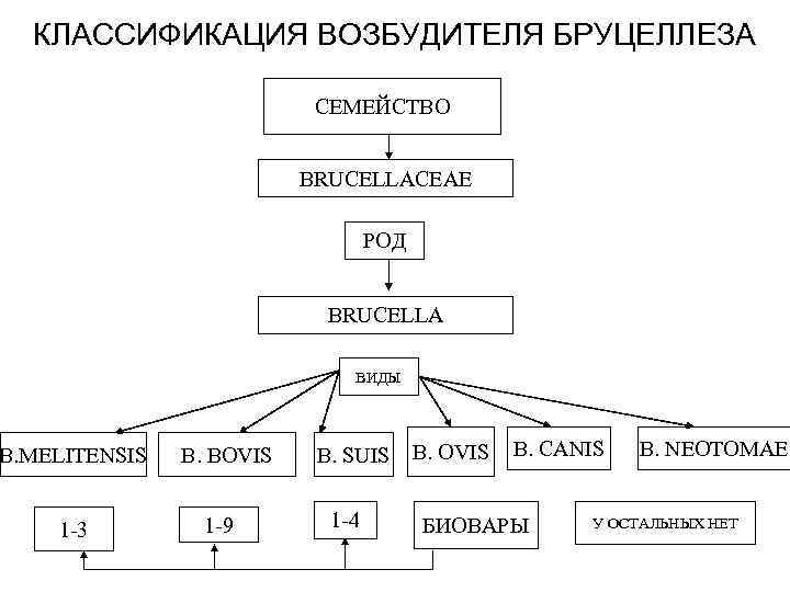 КЛАССИФИКАЦИЯ ВОЗБУДИТЕЛЯ БРУЦЕЛЛЕЗА СЕМЕЙСТВО BRUCELLACEAE РОД BRUCELLA ВИДЫ B. MELITENSIS 1 -3 B. BOVIS