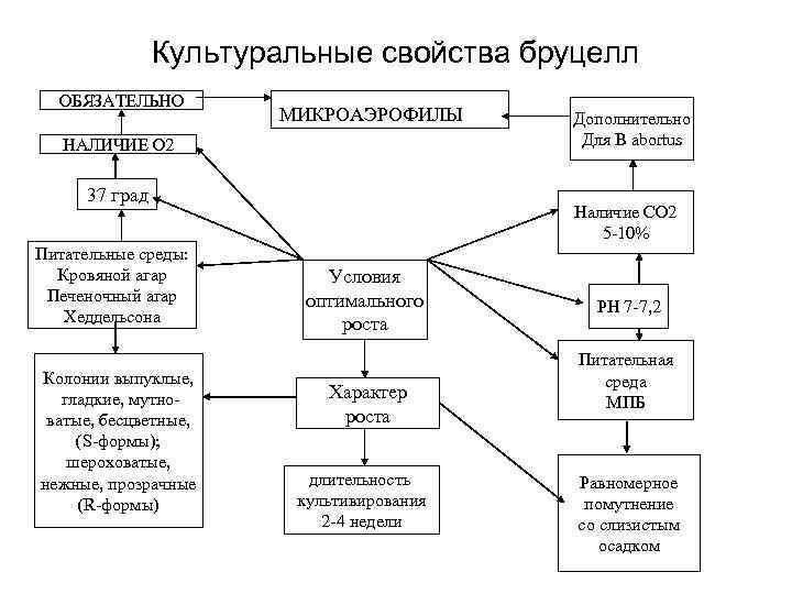 Культуральные свойства бруцелл ОБЯЗАТЕЛЬНО МИКРОАЭРОФИЛЫ НАЛИЧИЕ О 2 37 град Питательные среды: Кровяной агар