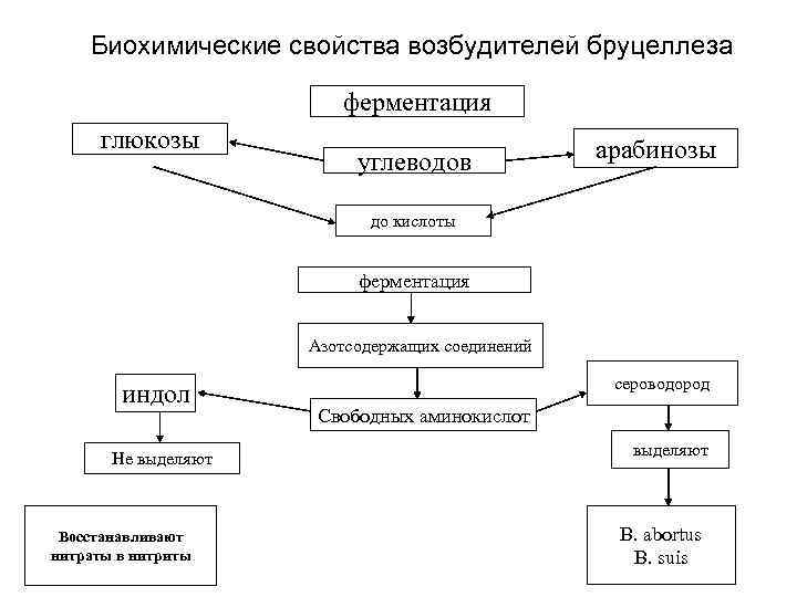 Биохимические свойства возбудителей бруцеллеза ферментация глюкозы углеводов арабинозы до кислоты ферментация Азотсодержащих соединений индол