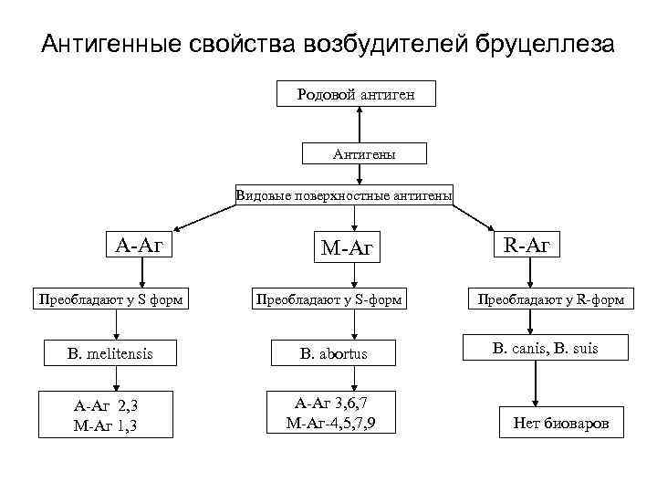 Антигенные свойства возбудителей бруцеллеза Родовой антиген Антигены Видовые поверхностные антигены А-Аг Преобладают у S