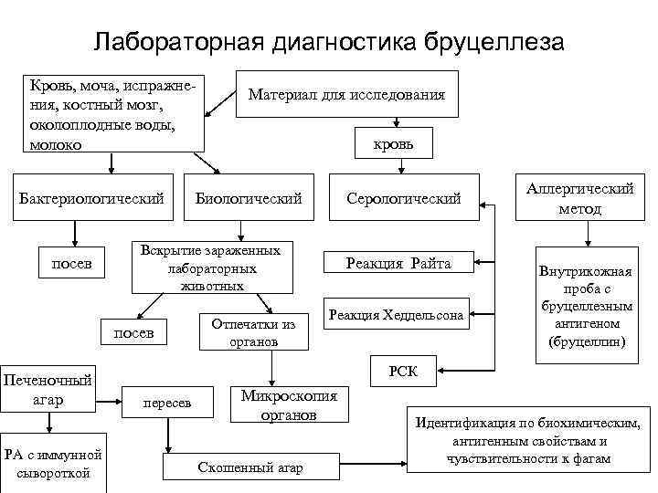 Лабораторная диагностика бруцеллеза Кровь, моча, испражнения, костный мозг, околоплодные воды, молоко Бактериологический посев РА