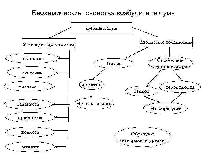 Биохимические свойства возбудителя чумы ферментация Азотистые соединения Углеводы (до кислоты) Глюкоза Свободные аминокислоты Белка