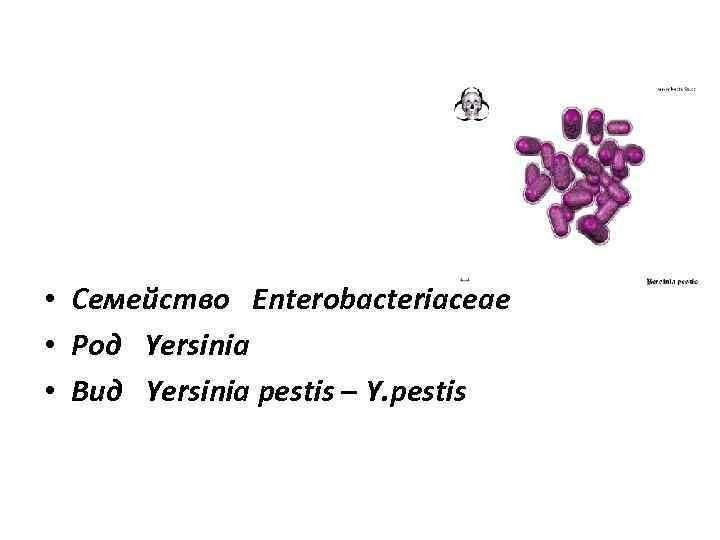  • Семейство Enterobacteriaceae • Род Yersinia • Вид Yersinia pestis – Y. pestis