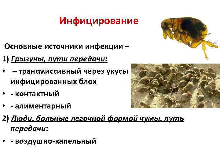 Инфицирование Основные источники инфекции – 1) Грызуны, пути передачи: • – трансмиссивный через укусы