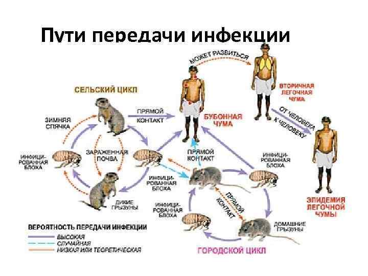 Пути передачи инфекции 