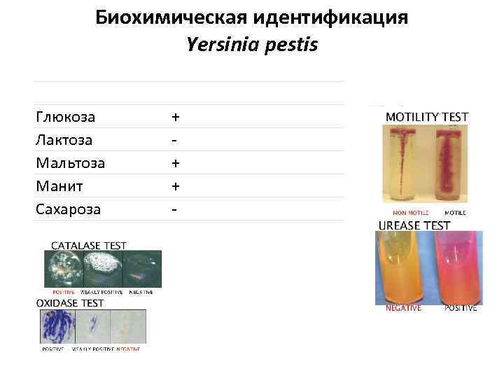 Биохимическая идентификация Yersinia pestis Глюкоза Лактоза Мальтоза Манит Сахароза + + + - 