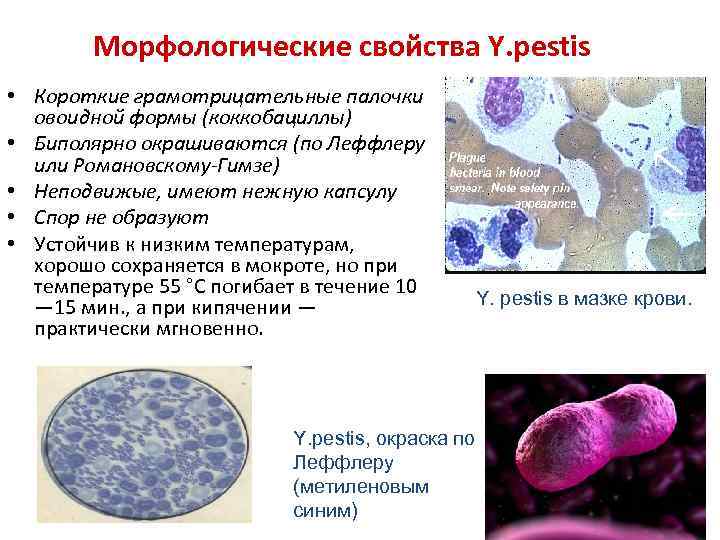 Морфологические свойства. Yersinia pestis грамотрицательные палочки. Возбудитель чумы палочка грамотрицательная. Бактерии чумы окрашиваются биполярно. Палочки овоидной формы.