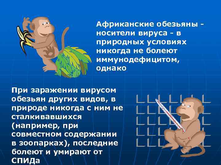 Африканские обезьяны носители вируса - в природных условиях никогда не болеют иммунодефицитом, однако При