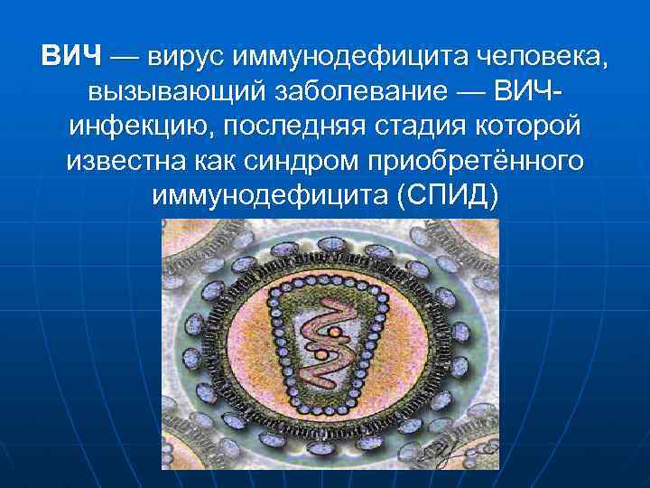 ВИЧ — вирус иммунодефицита человека, вызывающий заболевание — ВИЧинфекцию, последняя стадия которой известна как