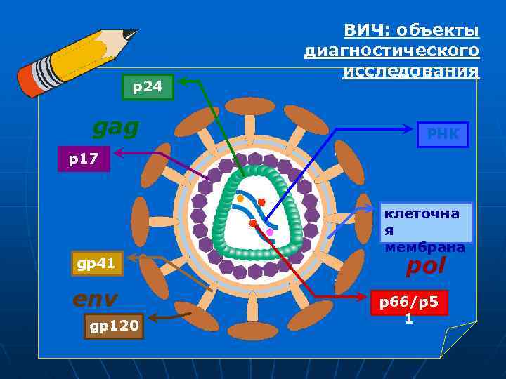 p 24 gag ВИЧ: объекты диагностического исследования РНК p 17 gp 41 env gp