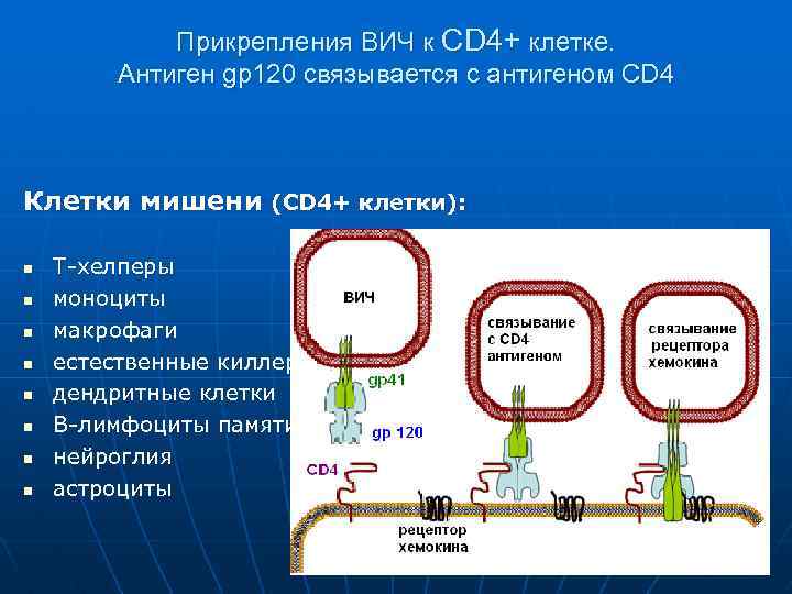 Прикрепления ВИЧ к CD 4+ клетке. Антиген gp 120 связывается с антигеном CD 4