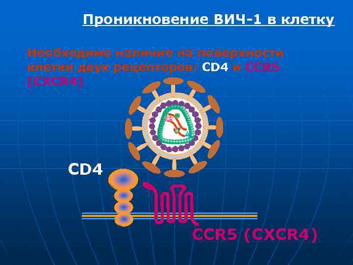 Проникновение ВИЧ-1 в клетку Необходимо наличие на поверхности клетки двух рецепторов: CD 4 и