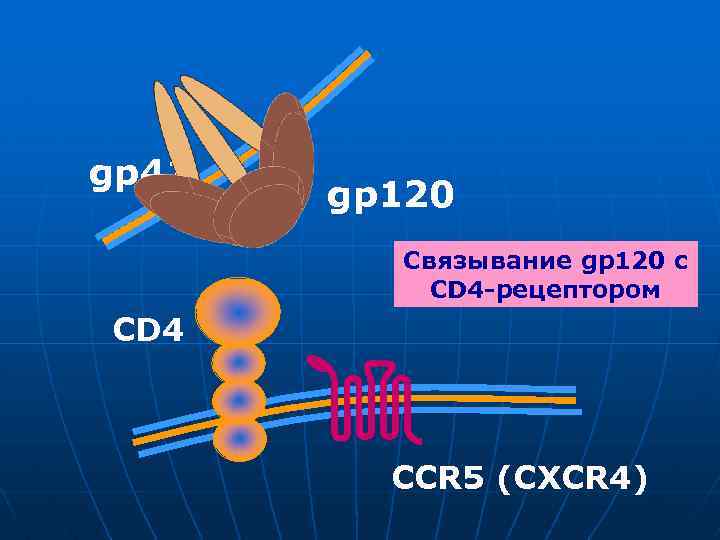 gp 41 gp 120 Связывание gp 120 с CD 4 -рецептором CD 4 CCR