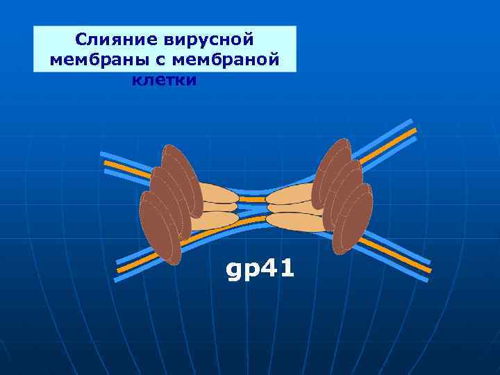 Слияние вирусной мембраны с мембраной клетки gp 41 