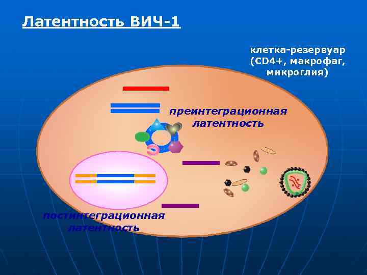 Латентность ВИЧ-1 клетка-резервуар (CD 4+, макрофаг, микроглия) преинтеграционная латентность постинтеграционная латентность 