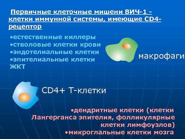 Первичные клеточные мишени ВИЧ-1 клетки иммунной системы, имеющие CD 4 рецептор • естественные киллеры