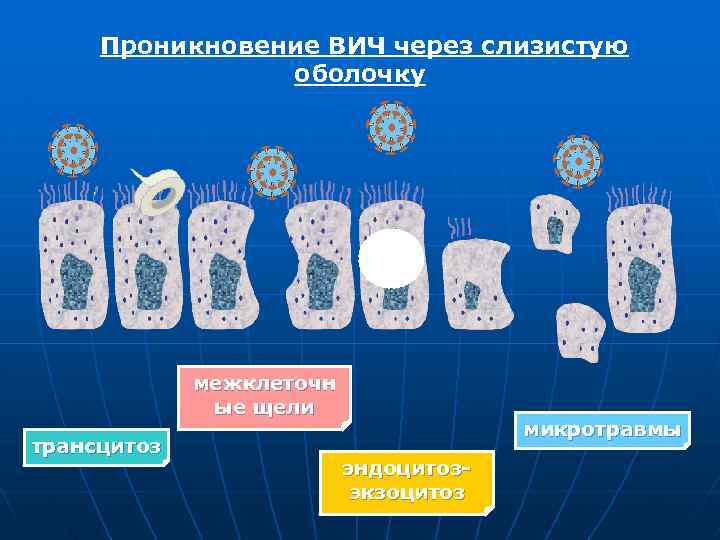 Проникновение ВИЧ через слизистую оболочку межклеточн ые щели трансцитоз микротравмы эндоцитозэкзоцитоз 