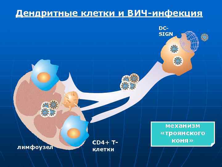 Дендритные клетки и ВИЧ-инфекция DCSIGN лимфоузел CD 4+ Тклетки механизм «троянского коня» 