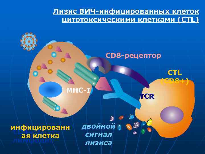 Лизис ВИЧ-инфицированных клеток цитотоксическими клетками (CTL) CD 8 -рецептор CTL (CD 8+) MHC-I инфицированн