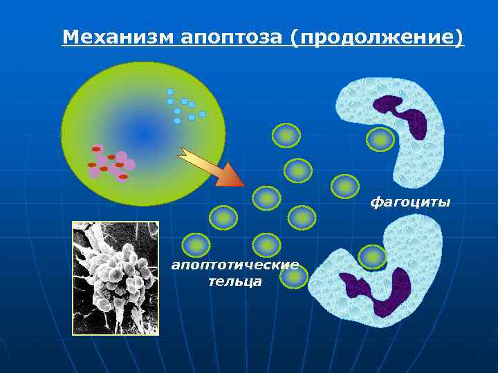 Механизм апоптоза (продолжение) фагоциты апоптотические тельца 