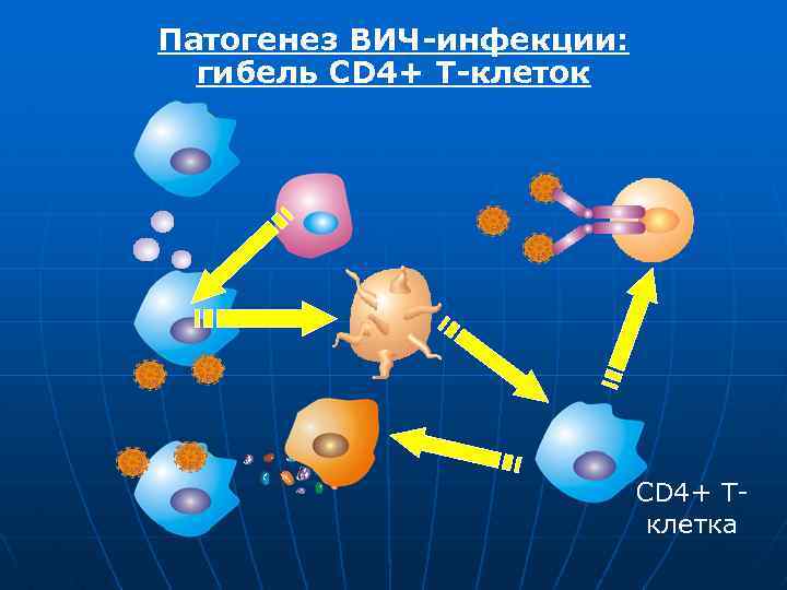 Патогенез ВИЧ-инфекции: гибель CD 4+ Т-клеток CD 4+ Тклетка 