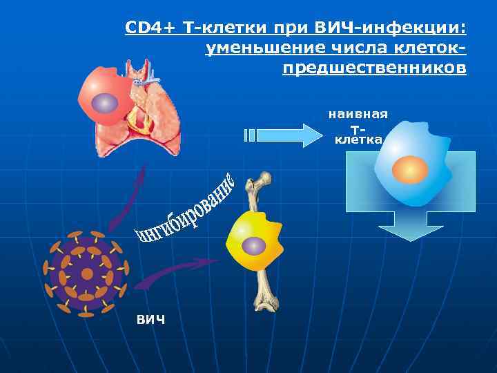 CD 4+ Т-клетки при ВИЧ-инфекции: уменьшение числа клетокпредшественников наивная Тклетка ВИЧ 